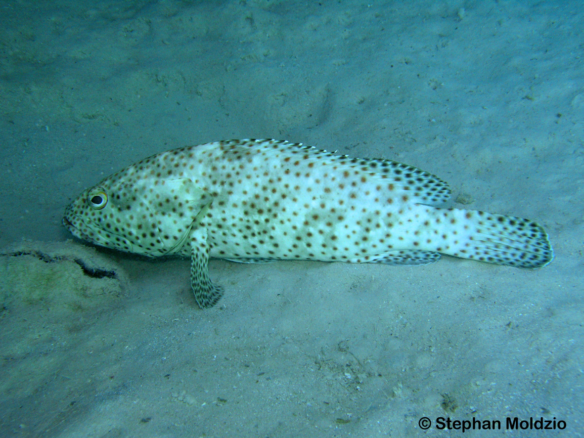 PER1 Epinephelus tauvina PB271854.jpg